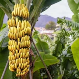 banana-lowres-scaled